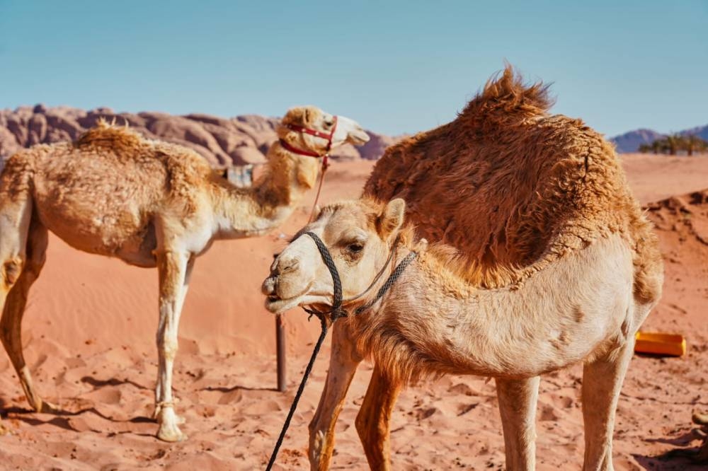 إبل العليا: إنجاز علمي يوثق لموروث حضاري أردني أصيل