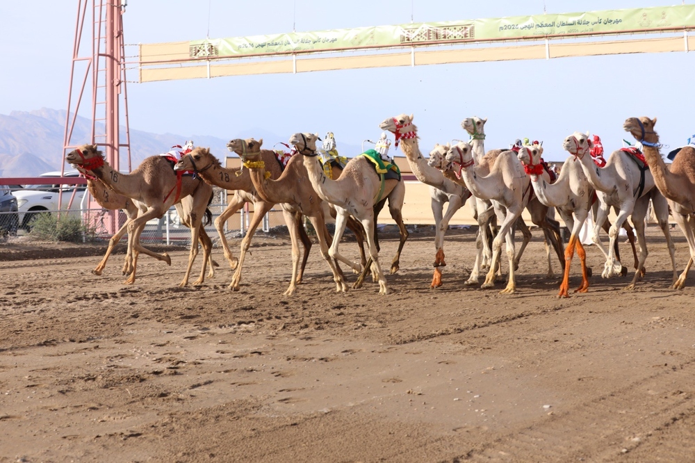 الأول من نوعه في المملكة.. "التجارة" تصدر سجلاً تجاريًا للإبل