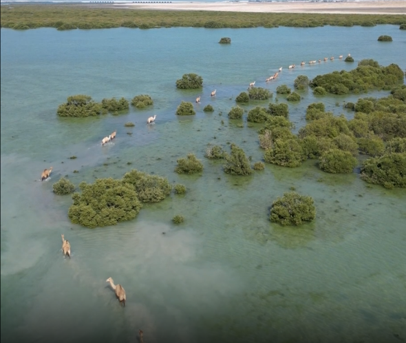 إماراتية توثق مشهدًا غير مألوف لمجموعة من الإبل تمشي في مياه البحر