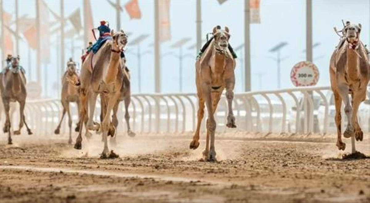 الهجن في الأردن.. بين الإرث العريق والحاجة إلى اتحاد رسمي