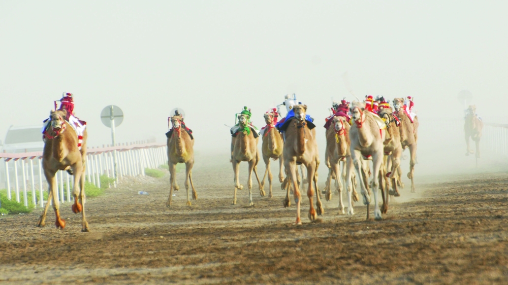 سلطنة عمان |إسدال الستار على ملتقى الأصايل للهجن بالمضيبي