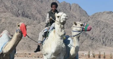 مضمار شرم الشيخ يستعد لانطلاق مهرجان الهجن التراثي