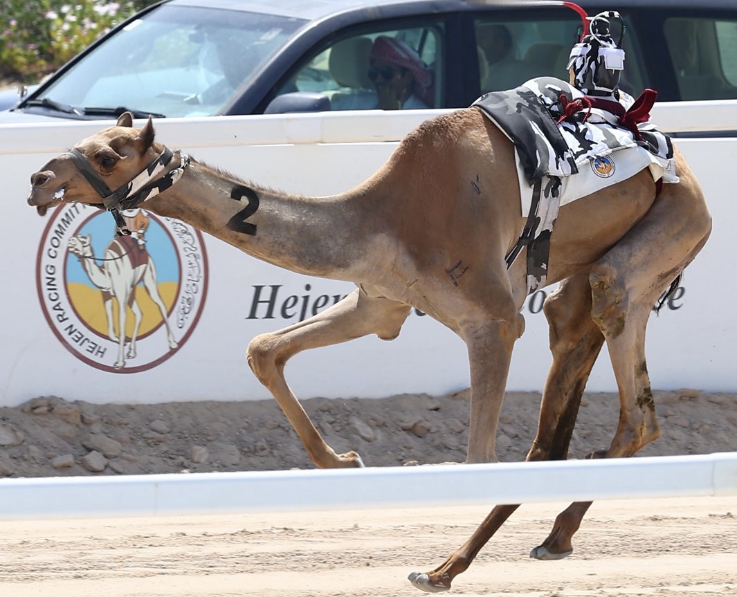 هنادي تفتتح أشواط الشيوخ بأول أيام مهرجان سيف حضرة صاحب السمو أمير البلاد المفدى 2026