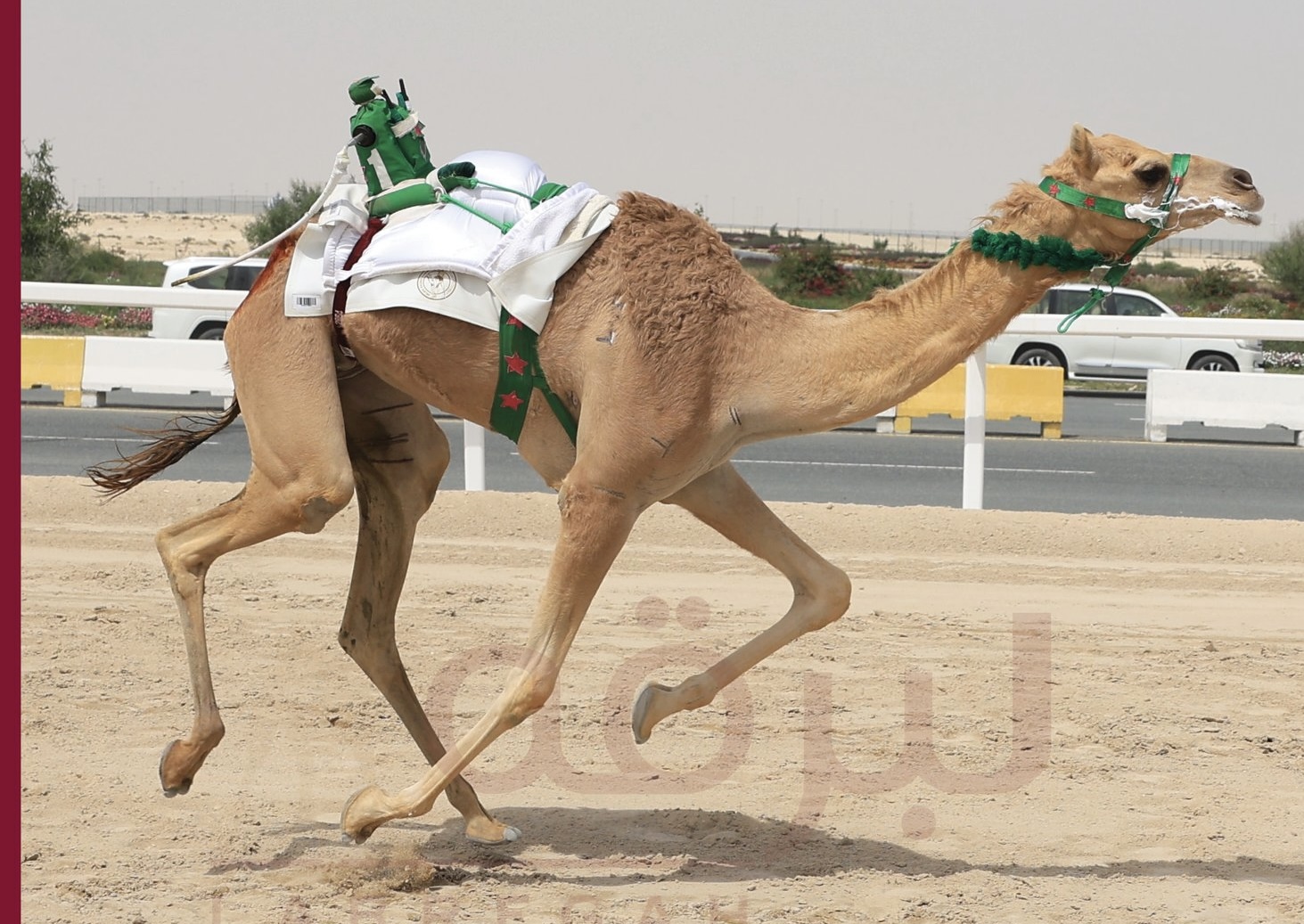 "العاصمة" تخطف الأضواء وتحطم التوقيتات في منافسات سن الحقايق بمهرجان سمو أمير قطر بالشحانية