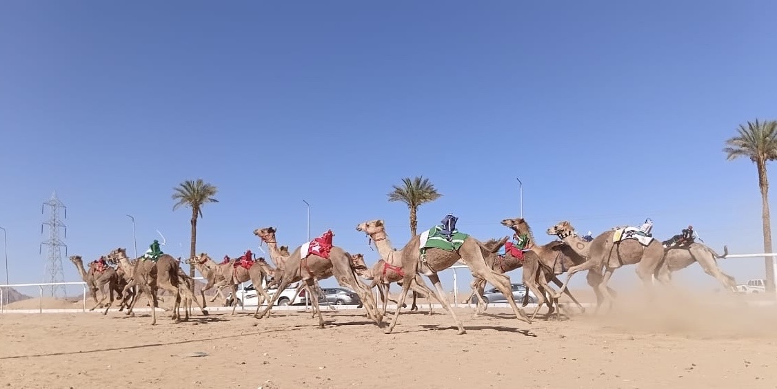 أصايل الإبل - آخر الأخبار