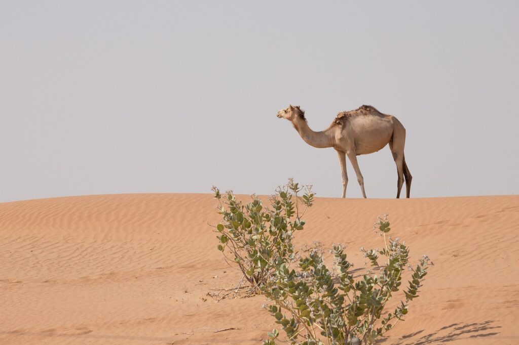camel, animal, desert, dubai, uae, emirates, closeup, portrait, camel, camel, camel, camel, nature, camel, dubai, dubai, uae