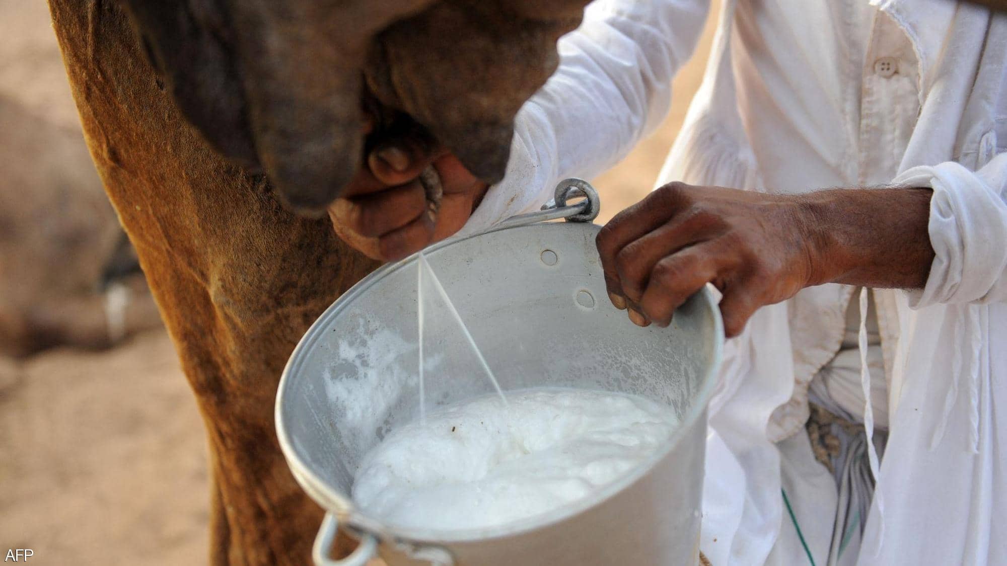 دراسة علمية: حليب الإبل يخفف أعراض الربو التحسسي... نتائج واعدة تحتاج لتجارب بشرية