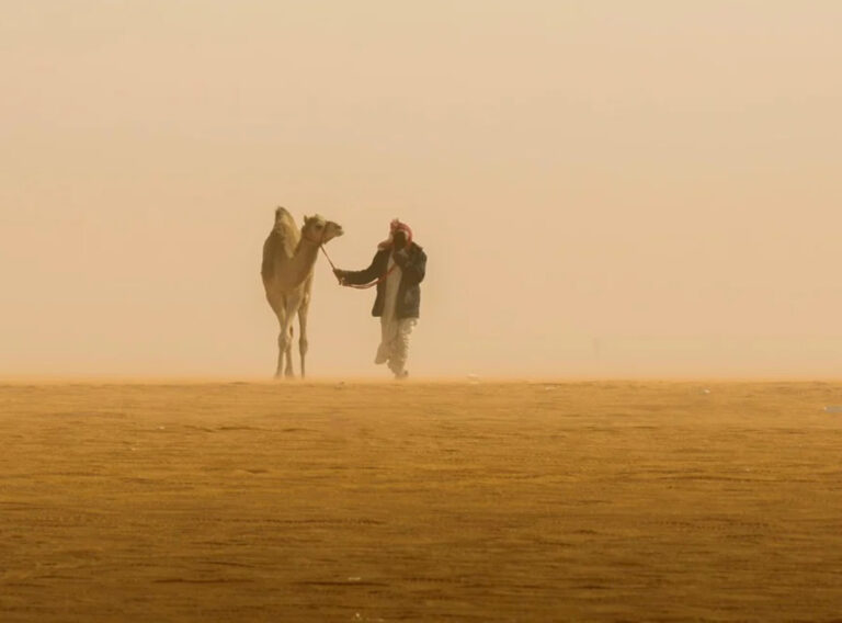 “الرَّحُوْل”.. قائدة الإبل ورمز الحكمة في التراث العربي