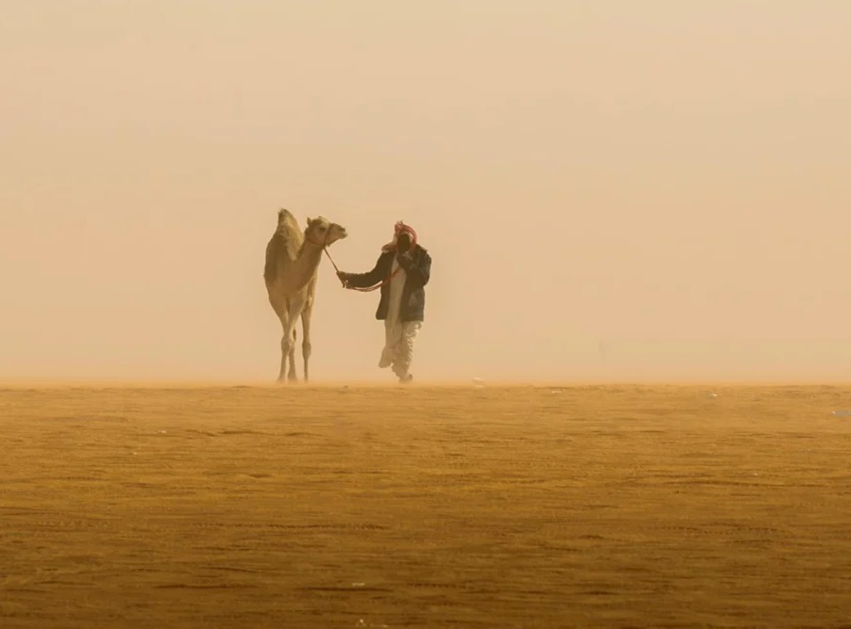 “الرَّحُوْل”.. قائدة الإبل ورمز الحكمة في التراث العربي