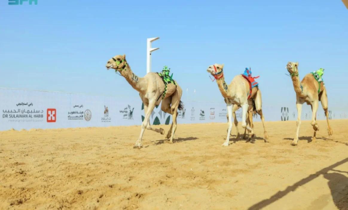 السعودية : السباق السادس بميدان نجران يشهد منافسات قوية لفئات اللقايا والجذاع والحيل والزمول