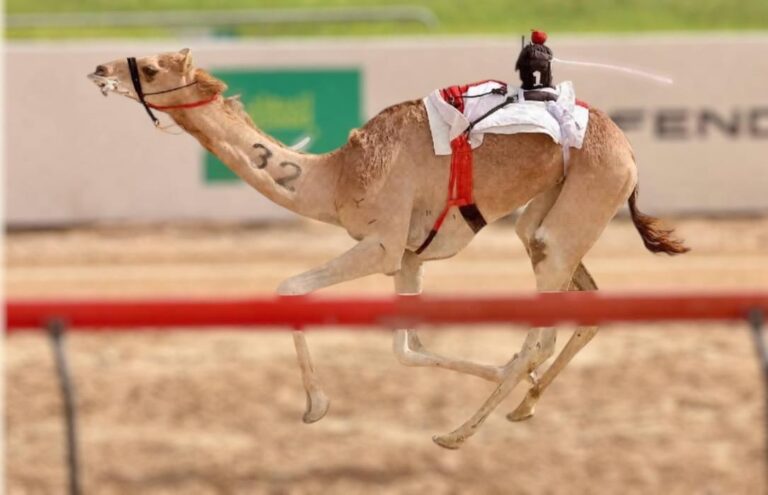 1155 مطية تدشن انطلاقة مهرجان المرموم التراثي 2025 للهجن وسط مشاركة خليجية واسعة وجوائز ضخمة