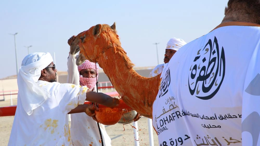الزعفران على ظهور الإبل..  تراث عريق في مهرجان الظفرة