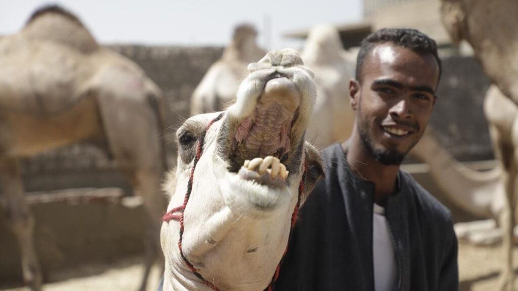 «برقاش».. أكبر أسواق الإبل في مصر ومنطقة التقاء القوافل بين الصحراء والتجارة