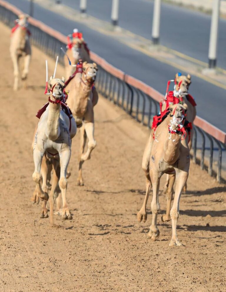 إثارة وتحدٍ في ختام مهرجان ولي عهد دبي للهجن.. و«أيقونة» تخطف السيف ومزاد الفطامين يشعل الحماس