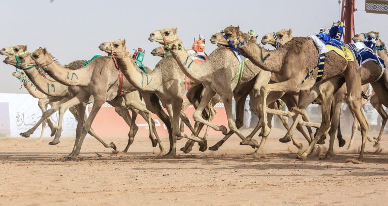 الرياضة العربية الأصيلة: سباق الهجن في مهرجان الملك عبد العزيز للإبل