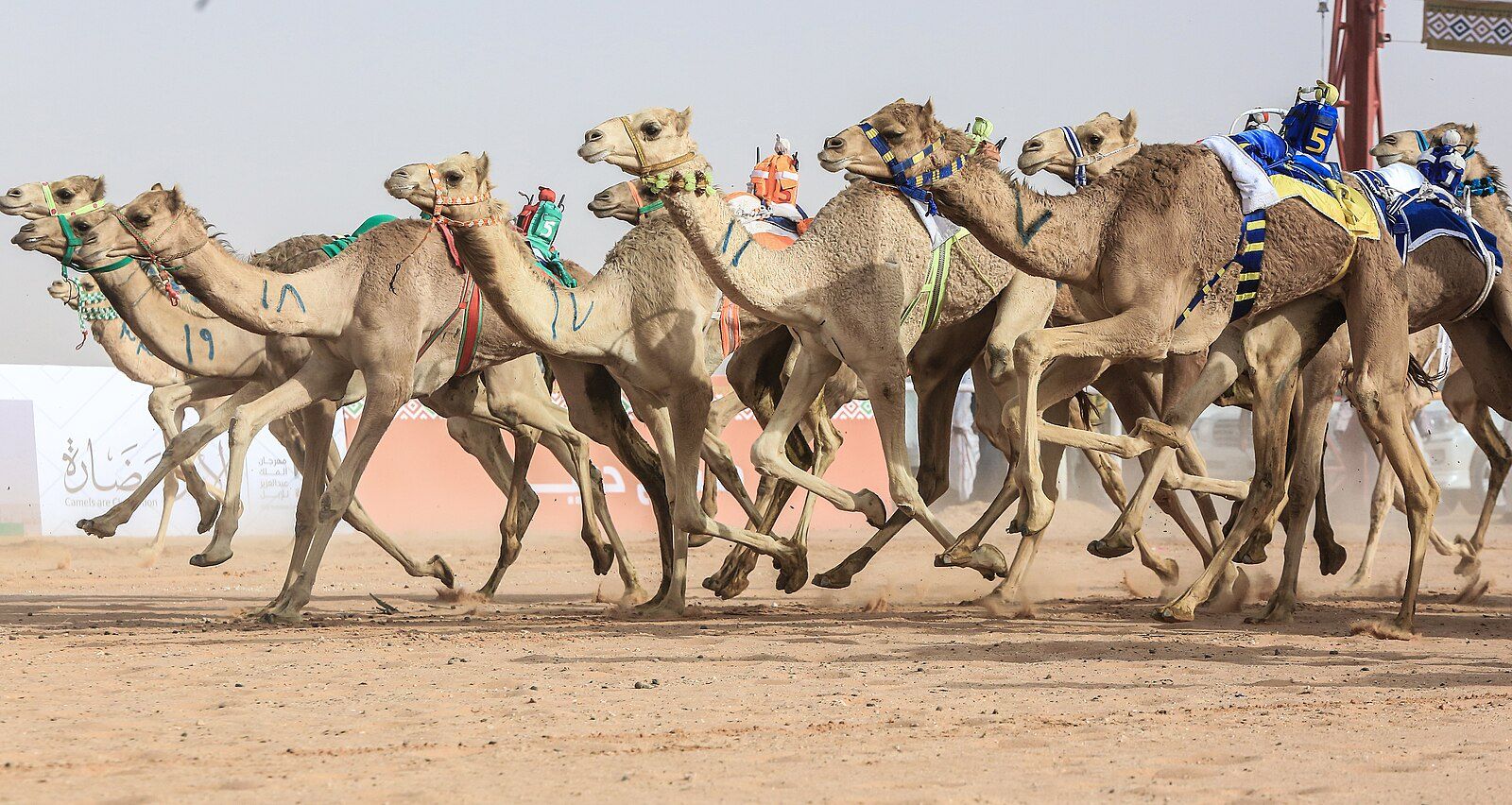 الرياضة العربية الأصيلة: سباق الهجن في مهرجان الملك عبد العزيز للإبل