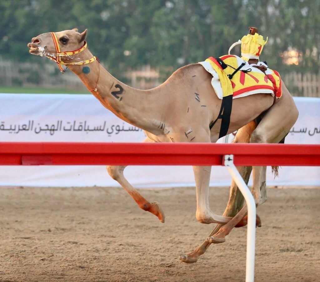 "إثارة" تحصد كأس الأبكار المحليات.. و"عالي" يسجل أفضل توقيت في منافسات الإنتاج بختامي الوثبة 2025