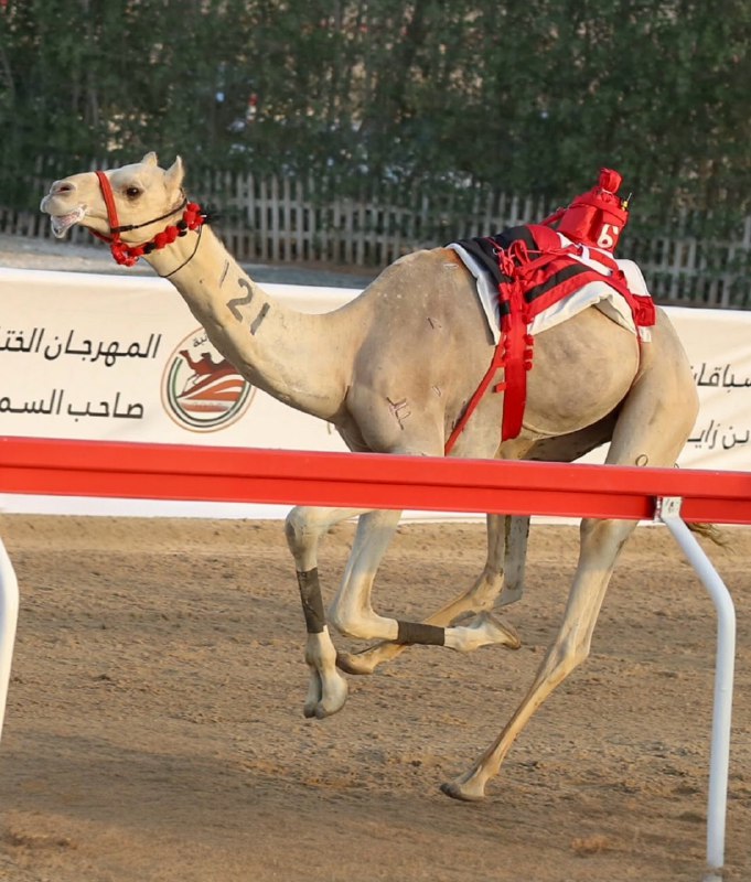 الرئاسة والشيحانية تحصدان رموز اللقايا في «ختامي الوثبة 2025» للهجن