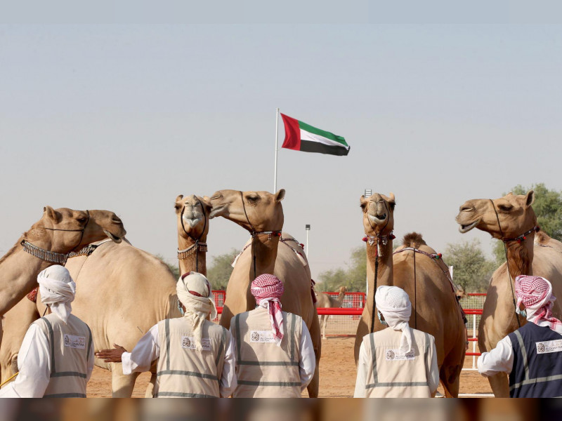 مزاينة مهرجان الظفرة.. لوحات فنية تروي ارتباط الإنسان بتراثه عبر زينة الإبل
