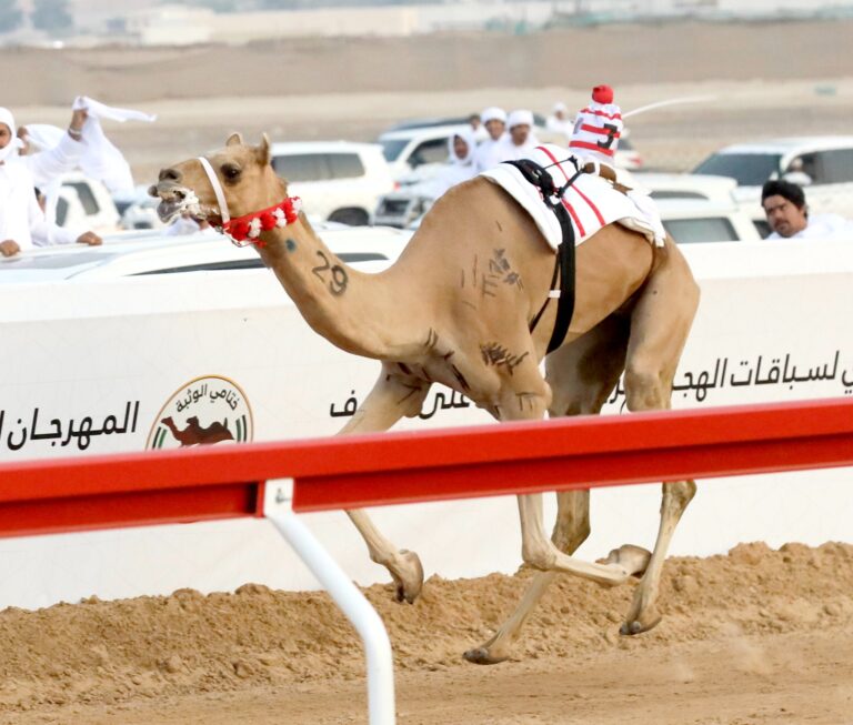 «مبشرة» تنتزع السيف الذهبي في ختام منافسات أبناء القبائل بمهرجان الوثبة 2025