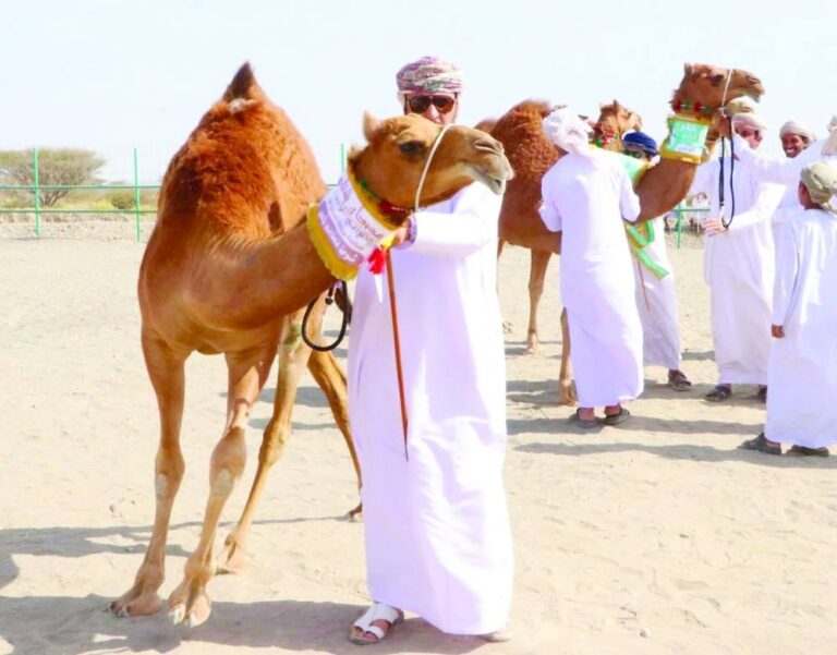 انطلاق مهرجان شناص التراثي الرابع وسط أجواء احتفالية تحتفي بثقافة الهجن العمانية