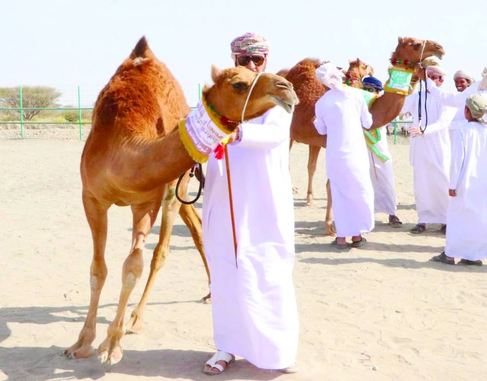 انطلاق مهرجان شناص التراثي الرابع وسط أجواء احتفالية تحتفي بثقافة الهجن العمانية