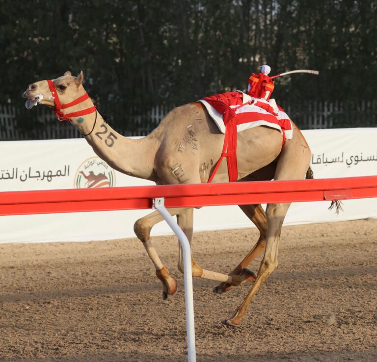«كحال» تهدي هجن الرئاسة كأس الإيذاع.. و«الوسمي» ينتزع البندقية لهجن الشحانية في ختامي الوثبة 2025