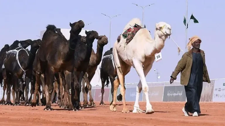 مهرجانات مزاين الإبل في السعودية.. تراث يتجدد في صحراء الجزيرة