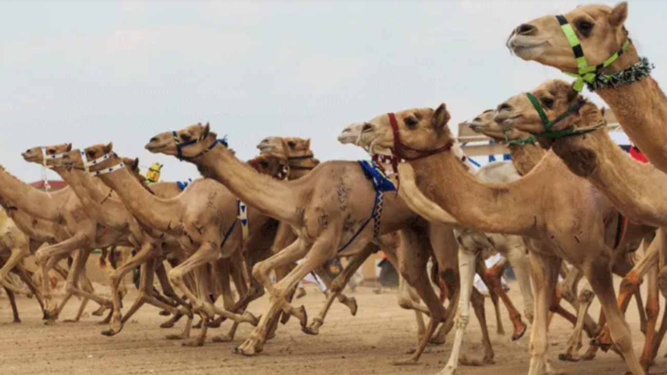انطلاق النسخة الأولى من "مهرجان العين لسباقات الهجن" في يوليو المقبل