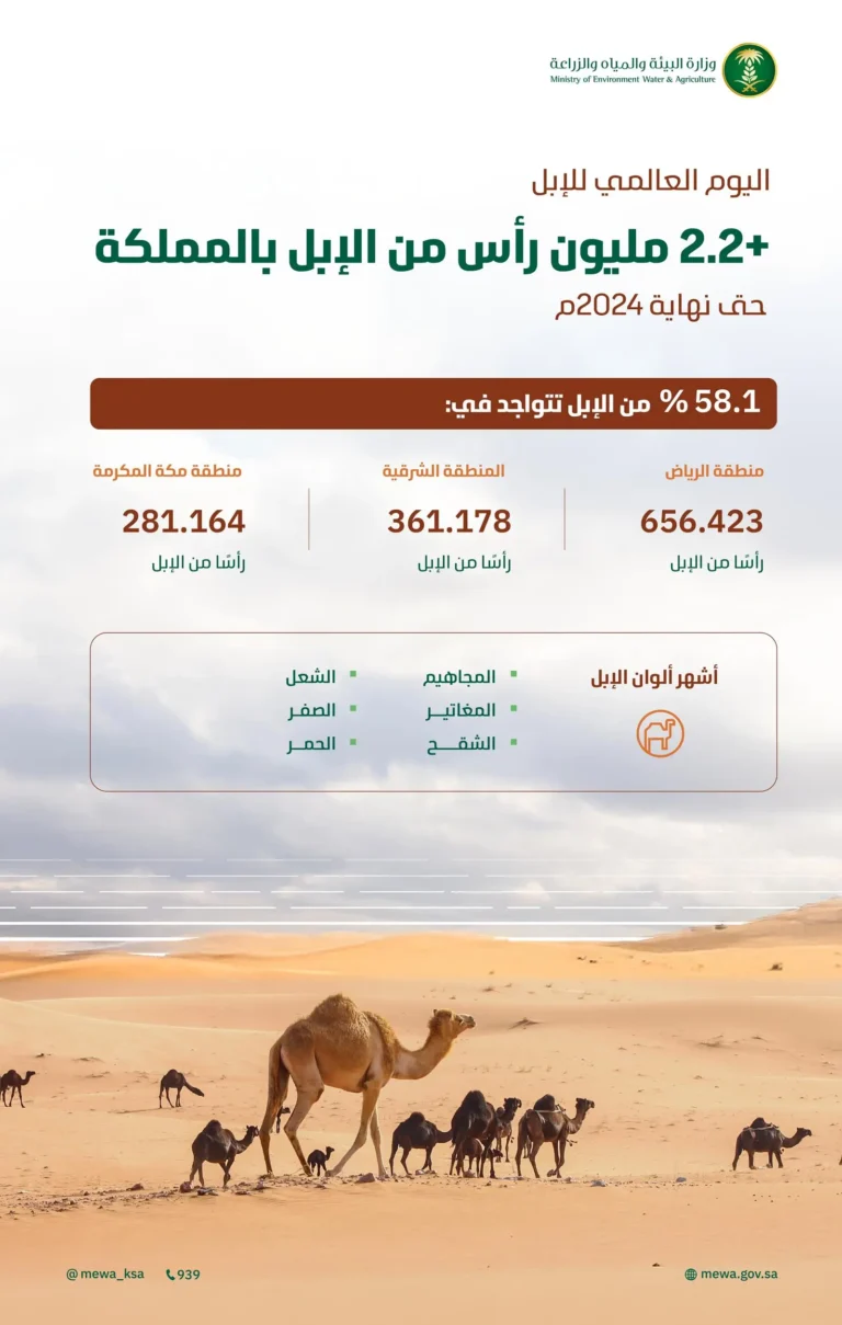 السعودية تواصل ريادتها في المحافظة على تراث الإبل وتطويره.. وأكثر من 2.2 مليون رأس بالمملكة