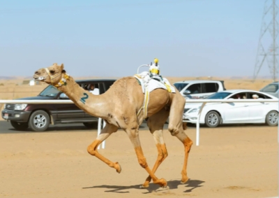 ميدان الهجن بنجران ينظم سباقاً رسمياً لـ "الحقايق فما فوق" بـ 19 شوطاً