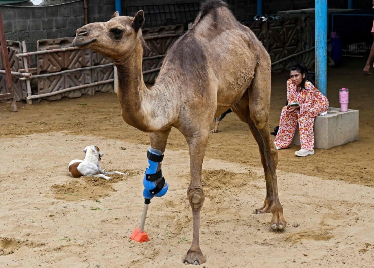 ساق اصطناعية تعيد الأمل للناقة "كامي" بعد مأساة بتر في باكستان