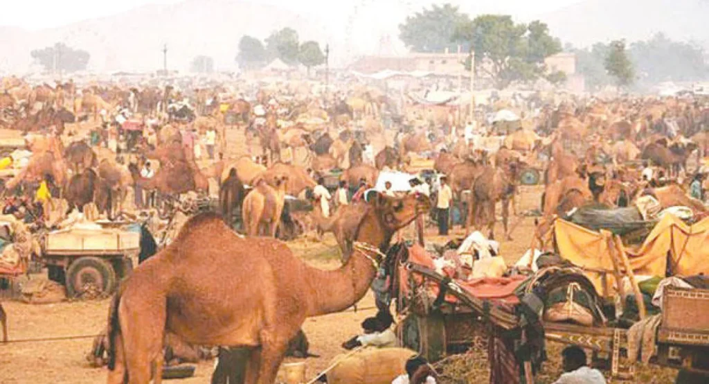 مهرجان بوشكار للهجن في الهند يستعد لانطلاق نسخته الكبرى نهاية أكتوبر