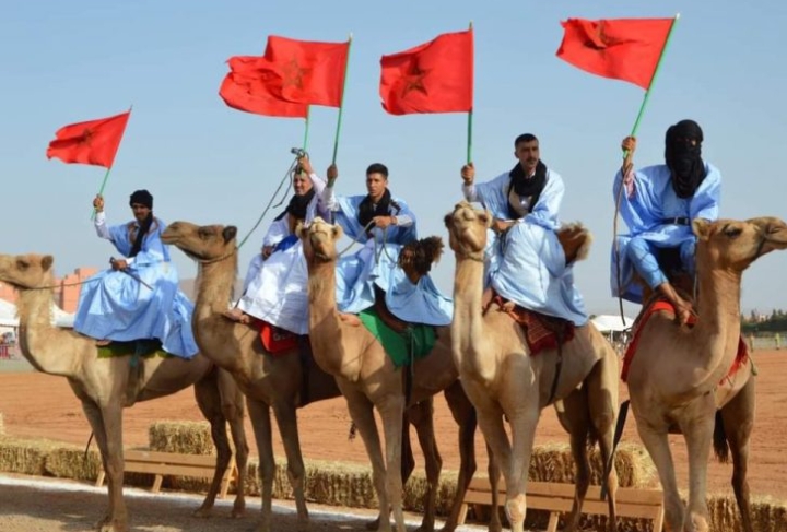 الإبل في المغرب.. من عمق الصحراء إلى مشهد ثقافي وسياحي متجدد