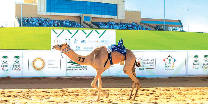 سباقات مثيرة في ميدان نجران للهجن.. وجمرة ورعاد وجمايل يحصدن الصدارة