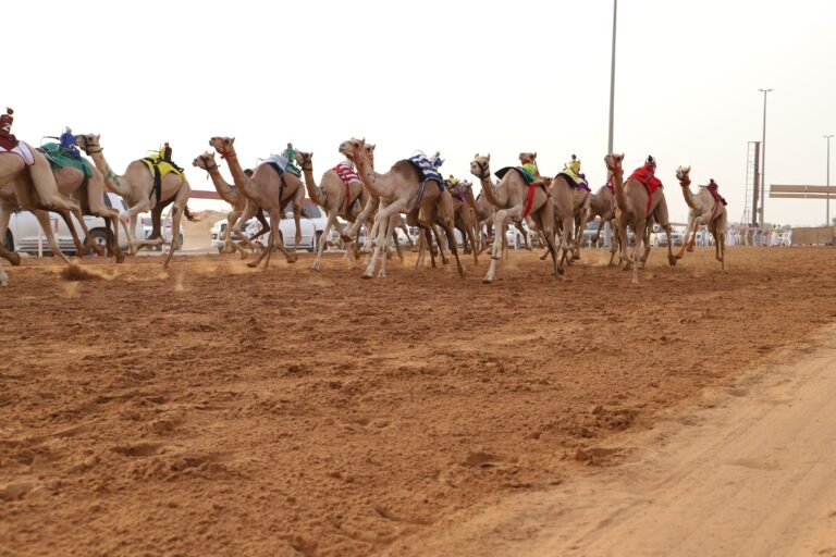 1000مطية تشارك في "سباق سن الفطامين" في الشارقة
