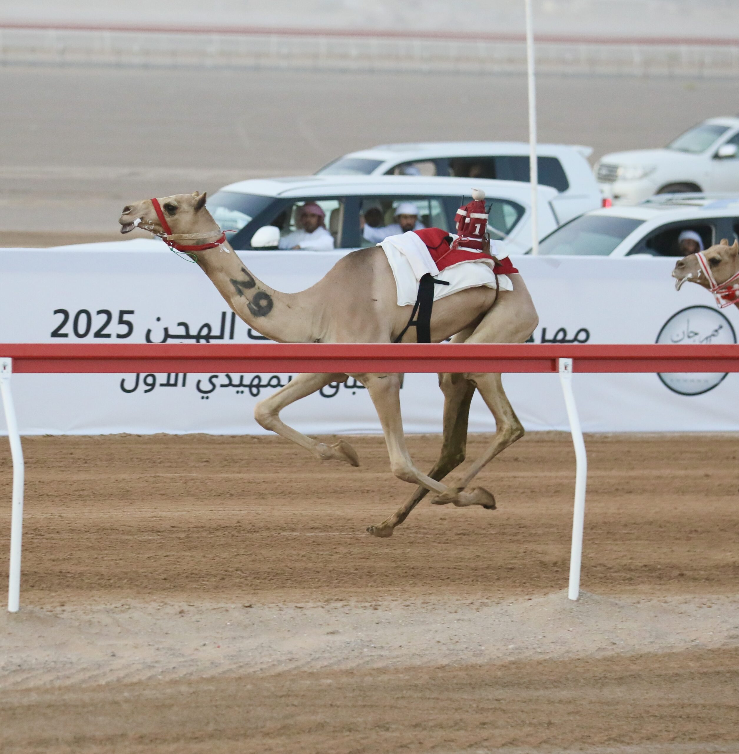 “شاهين” يحسم الأفضلية في رابع أيام مهرجان العين لسباقات الهجن 2025 ويحقق أسرع توقيت