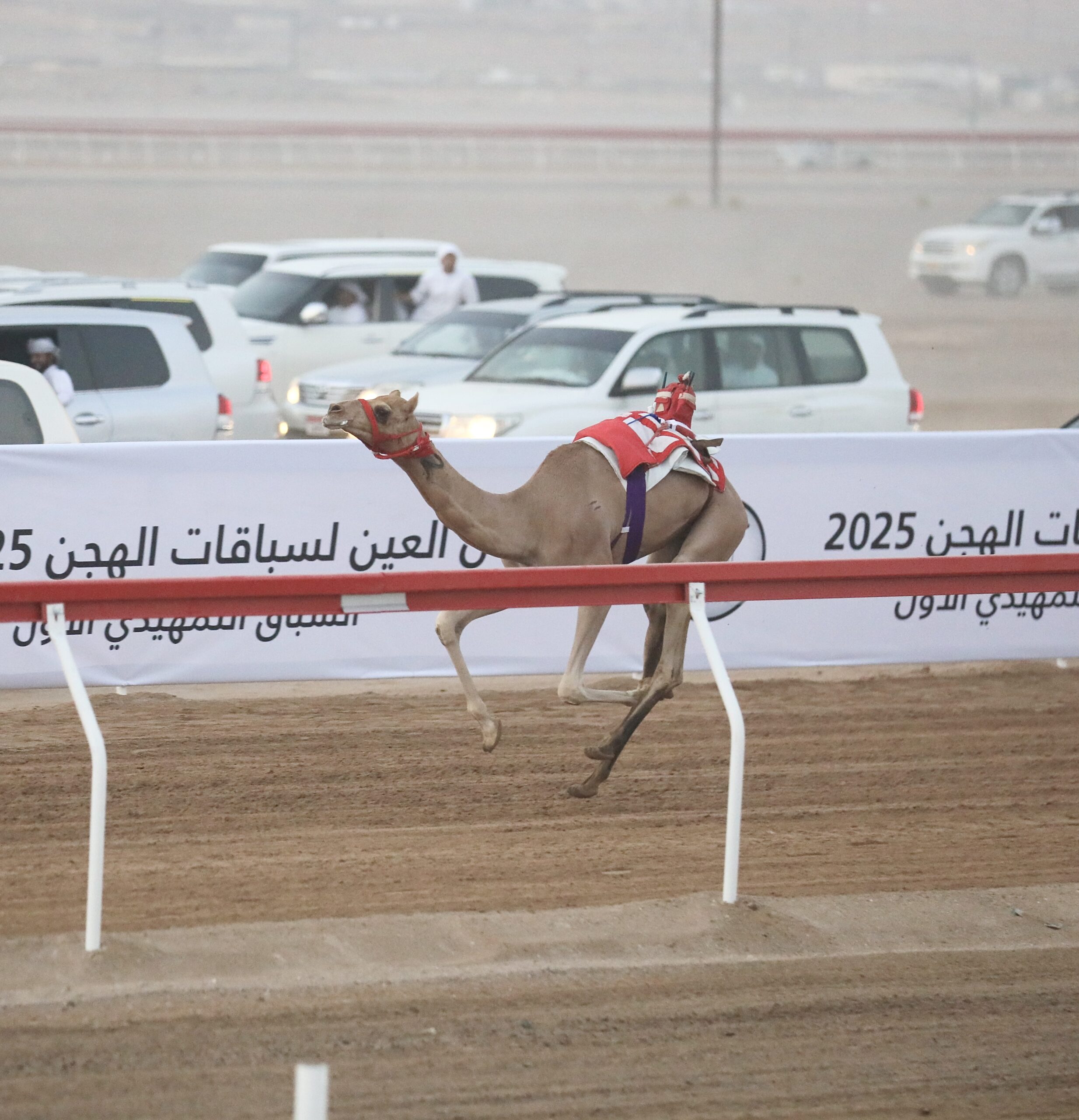 في انطلاقة تمهيدية قوية.. “مرسى” و“شاهين” و“مهديه” يتألقون في مهرجان العين لسباقات الهجن 2025
