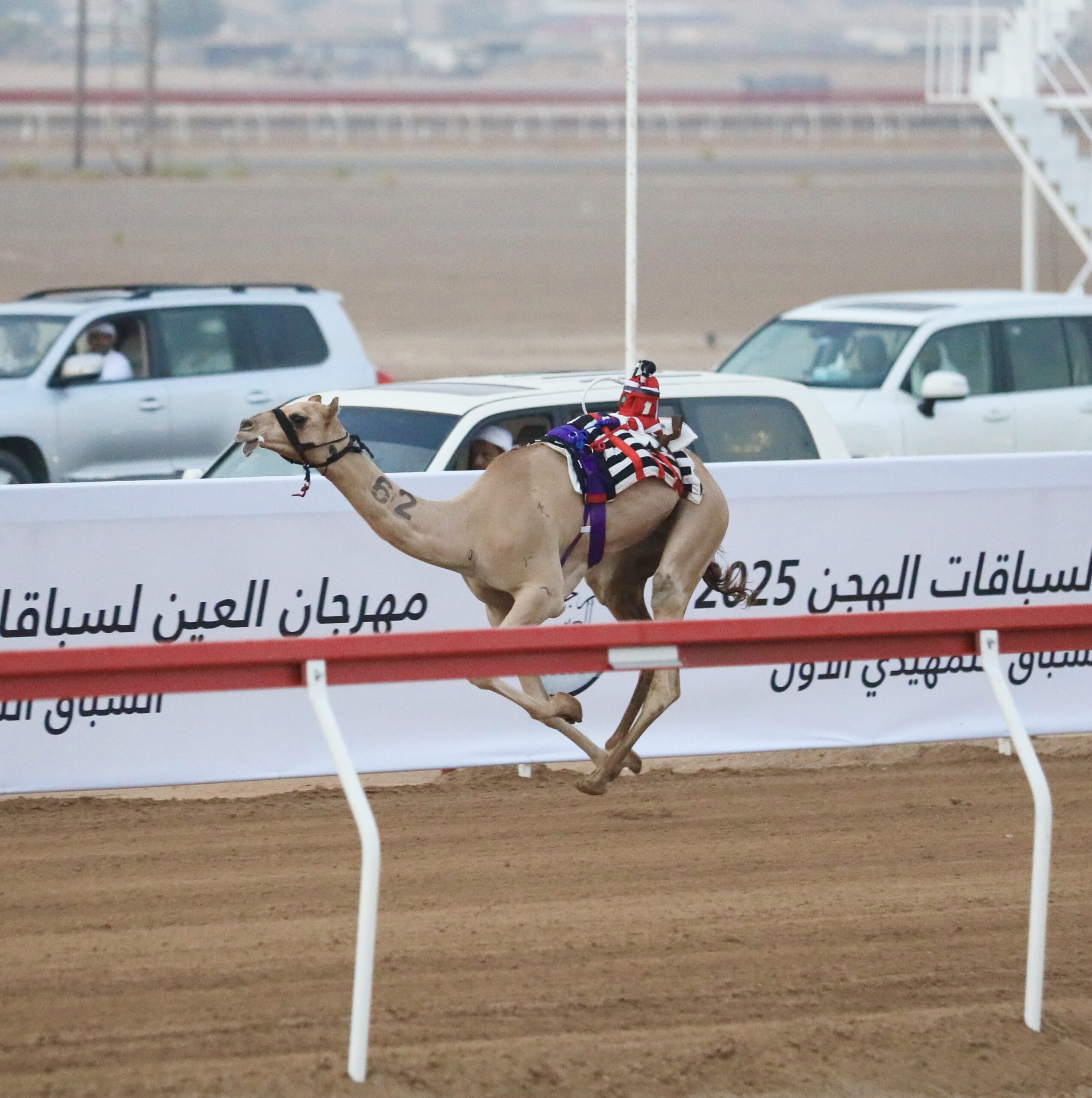 ثاني أيام مهرجان العين لسباقات الهجن 2025 بميدان الروضة