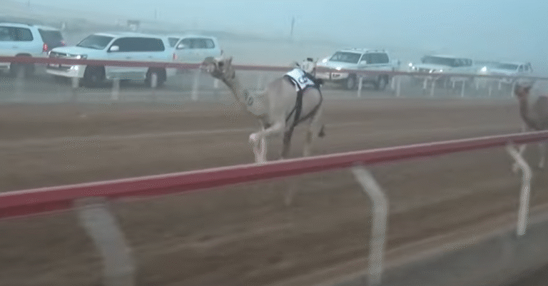 “الشاهينية” تتصدر مشهد الفطامين.. و“هملول” و“لطام” يسجلان التميز في شارة الصندوق المفتوح بميدان الروضة