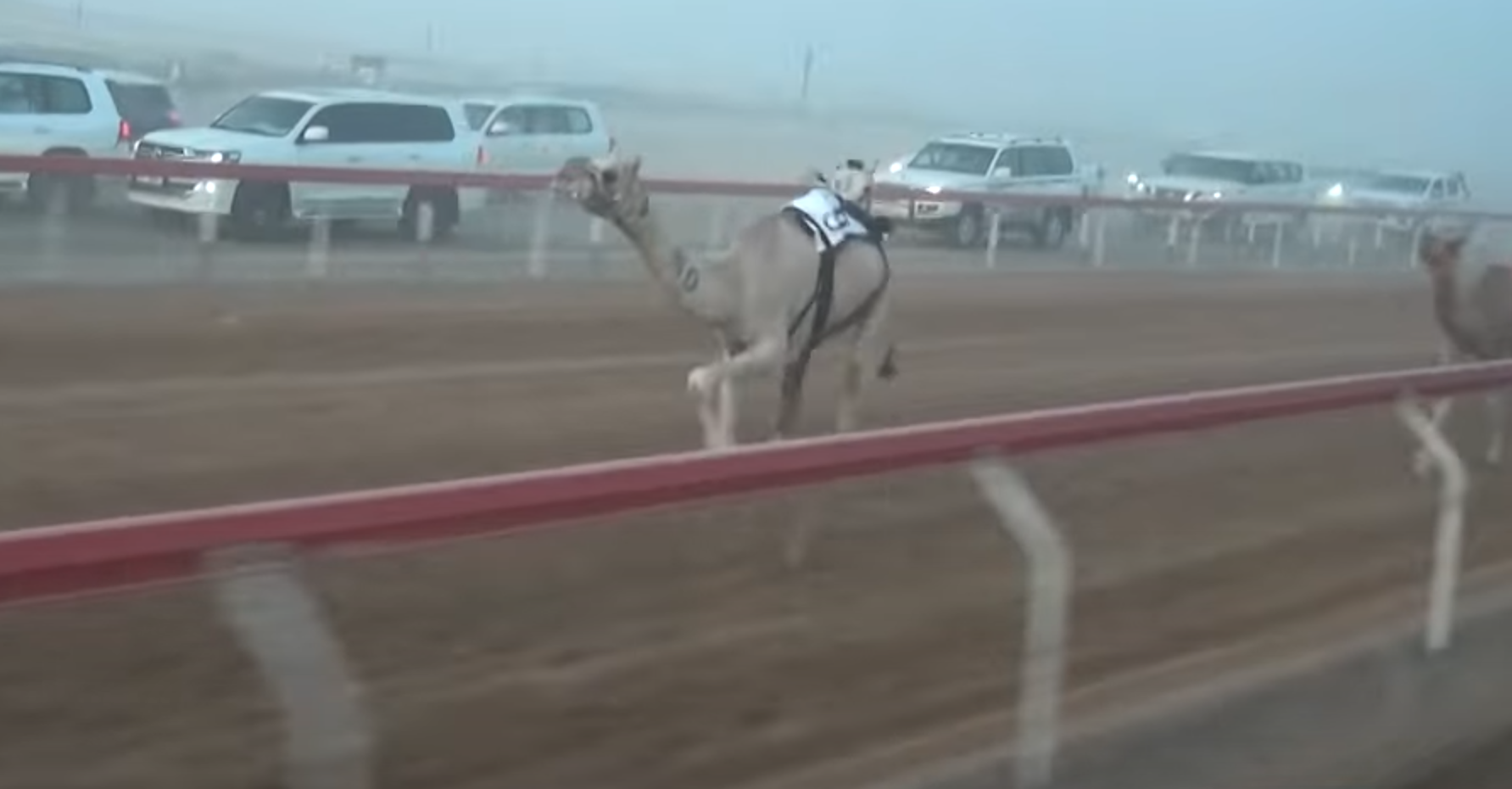 “الشاهينية” تتصدر مشهد الفطامين.. و“هملول” و“لطام” يسجلان التميز في شارة الصندوق المفتوح بميدان الروضة