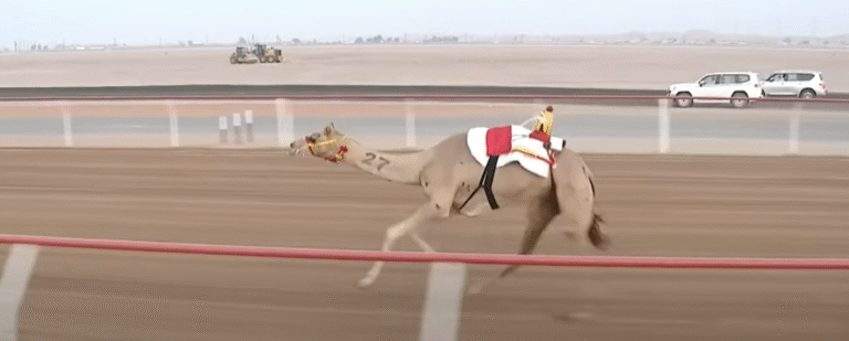 “الذيبة” تتألق بأفضل توقيت في انطلاقة الثنايا.. وميدان الروضة يواصل وهجه في مهرجان العين للهجن 2025