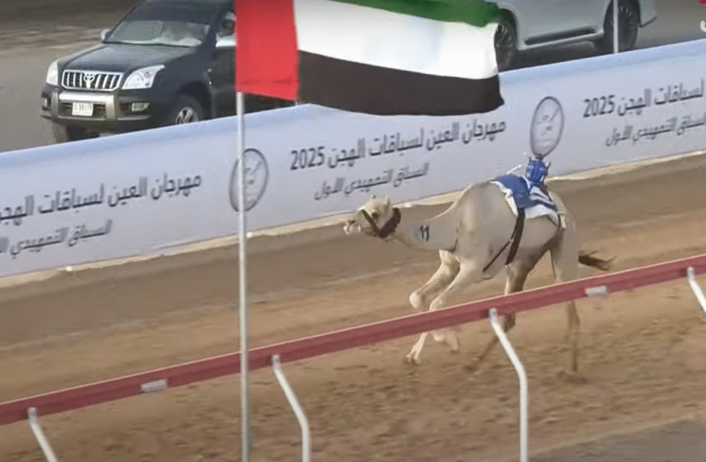"لواظي" يحصد أفضل توقيت في منافسات الحول والزمول بميدان الروضة ضمن مهرجان العين لسباقات الهجن 2025