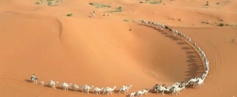 مشهد آسر بالسعودية يعكس حركة الإبل الانسيابية وسط الصحراء
