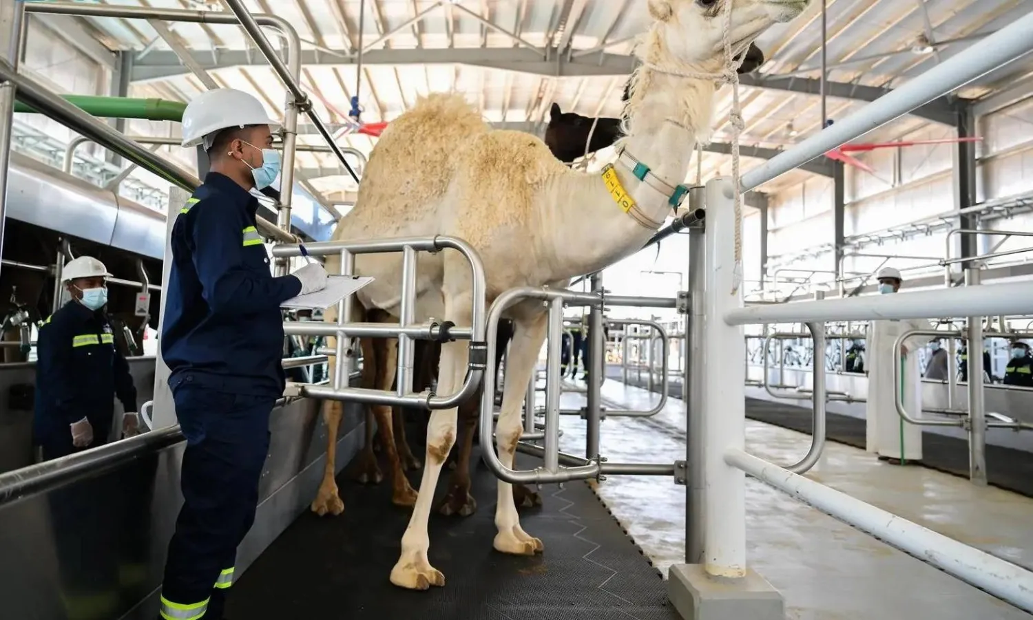 تديشّن أكبر مزرعة نموذجية ومصنع عالمي لحليب الإبل بالسعودية