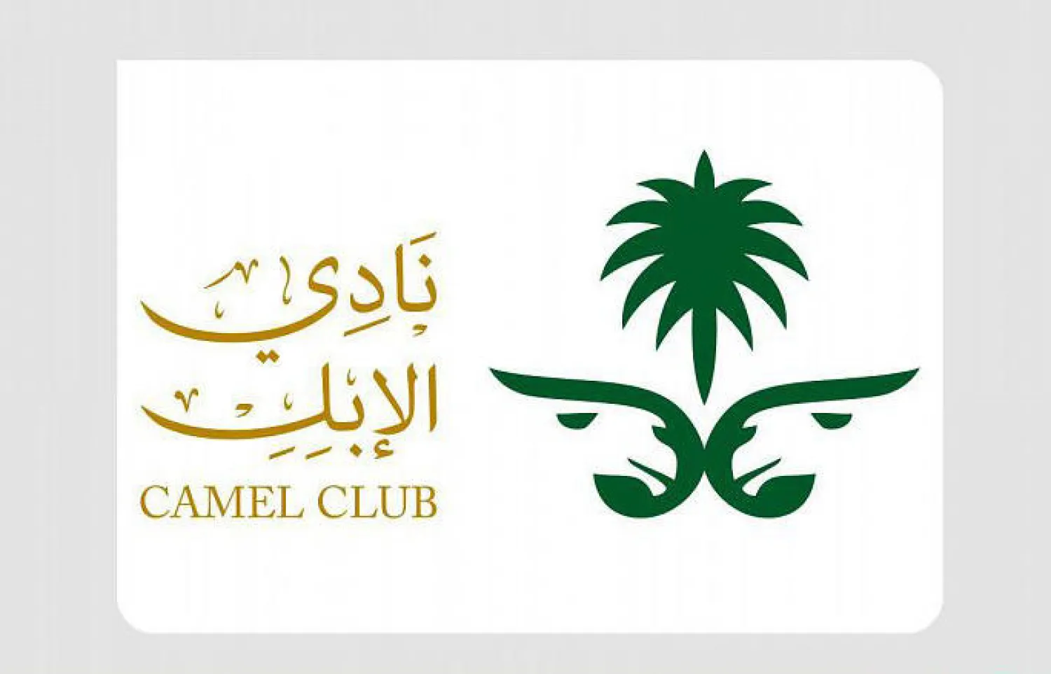 نادي الإبل يبدأ التنسيق مع الحرس الملكي لتفعيل “سريّة الهجانة الملكية” بعد موافقة مجلس الوزراء