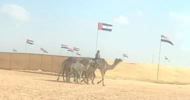 مصر : بدعم الاتحاد الإماراتي.. العلمين تستعد لانطلاق سباق تمهيدي جديد للهجن