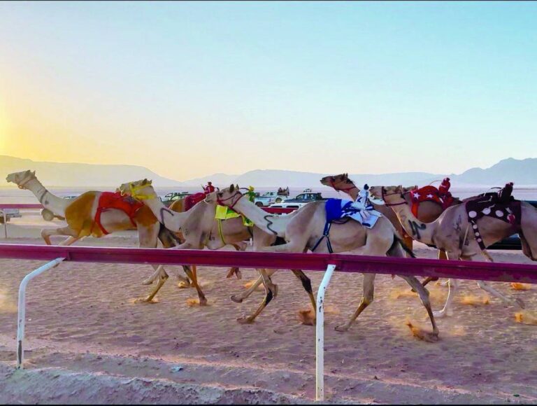 انطلاق موسم الأردن للهجن 2025 في مضمار الشيخ زايد بدعم إماراتي