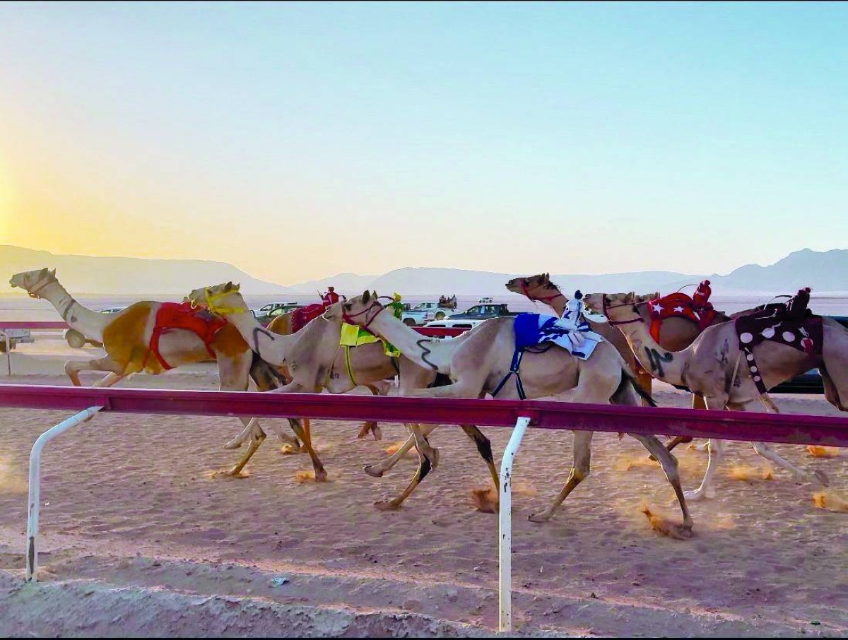 انطلاق موسم الأردن للهجن 2025 في مضمار الشيخ زايد بدعم إماراتي