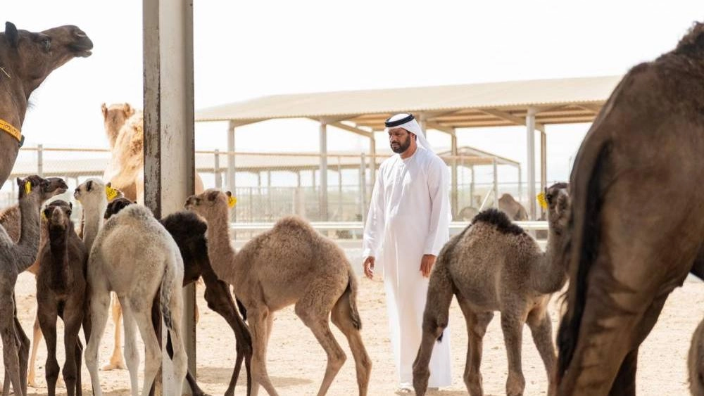 «مزارع العين»: الإبل شريك حضارة ومستقبل غذائي واعد... وحليب النوق إلى الأسواق العالمية